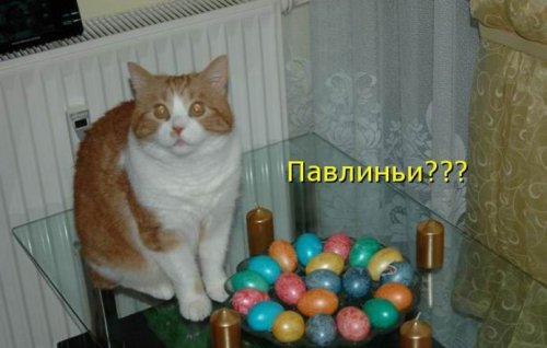 #Приколы на #Пасху! Какой самый самый!!
