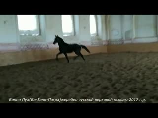 Виннипух(Ва-Банк-Пагра)жеребец русской верховой породы 2017 г.р.