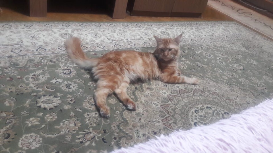 Кошки в нашей жизни. Кошки и все, что с ними связано.