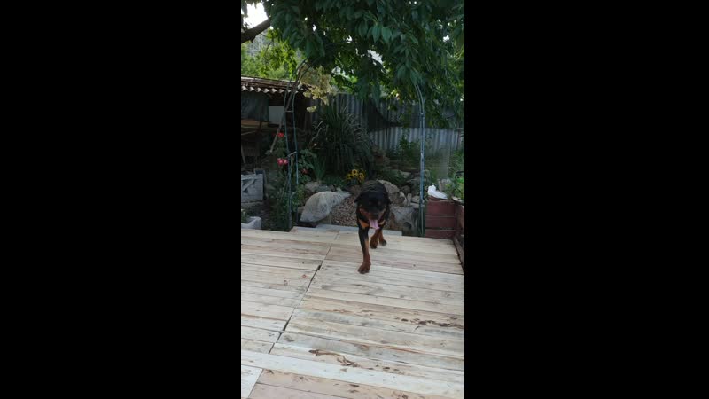 VID_20190615_194201.mp4