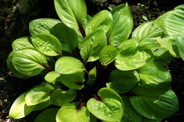 Хоста лемон снап. Хоста лимон снеп. Lemon snap хоста. Хоста citric star. Хоста темптатион.