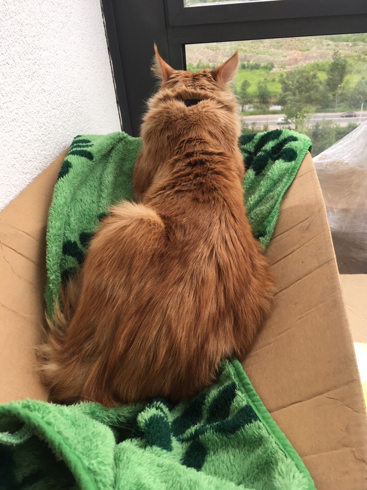 Кошки в нашей жизни. Кошки и все, что с ними связано.