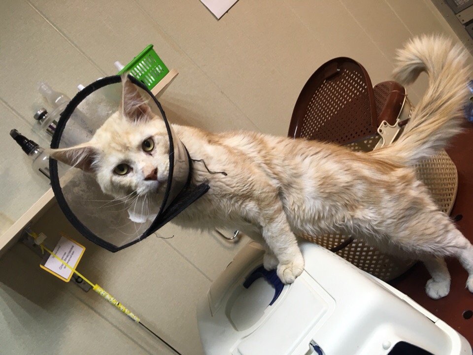 Кошки в нашей жизни. Кошки и все, что с ними связано.