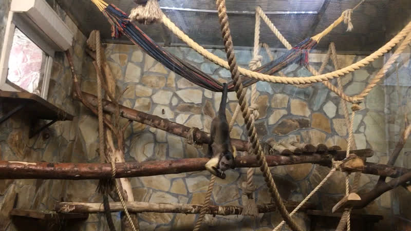 Обезьянка 🐵🐒