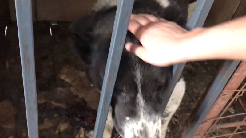 Алапар внук Каракене сын Коргана