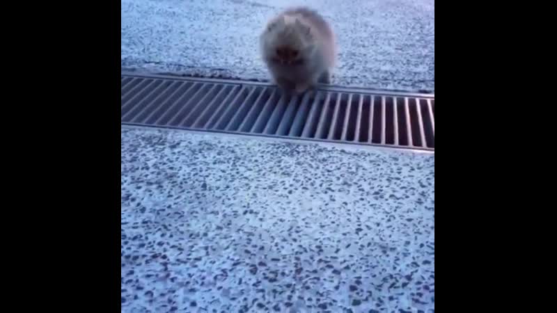 Tiny puppy overcomes a grate