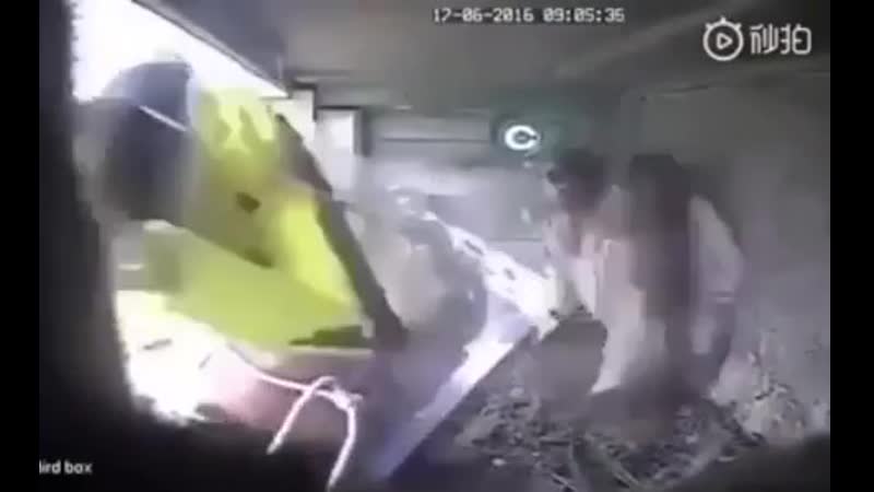 Падла против птиц