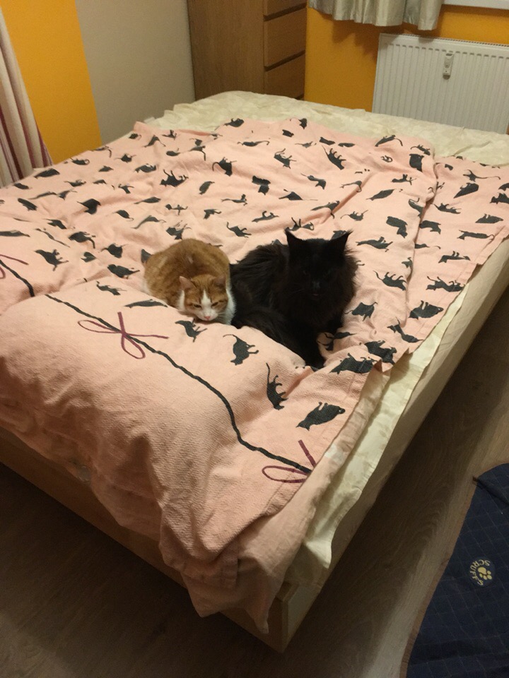 Кошки в нашей жизни. Кошки и все, что с ними связано.