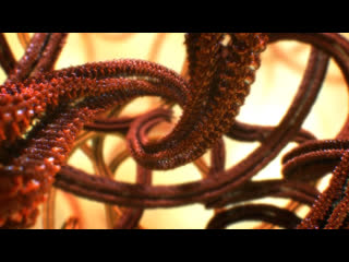 BBC Внутренняя Вселенная: Тайная жизнь клетки / Universe: The Hidden Life of the Cell