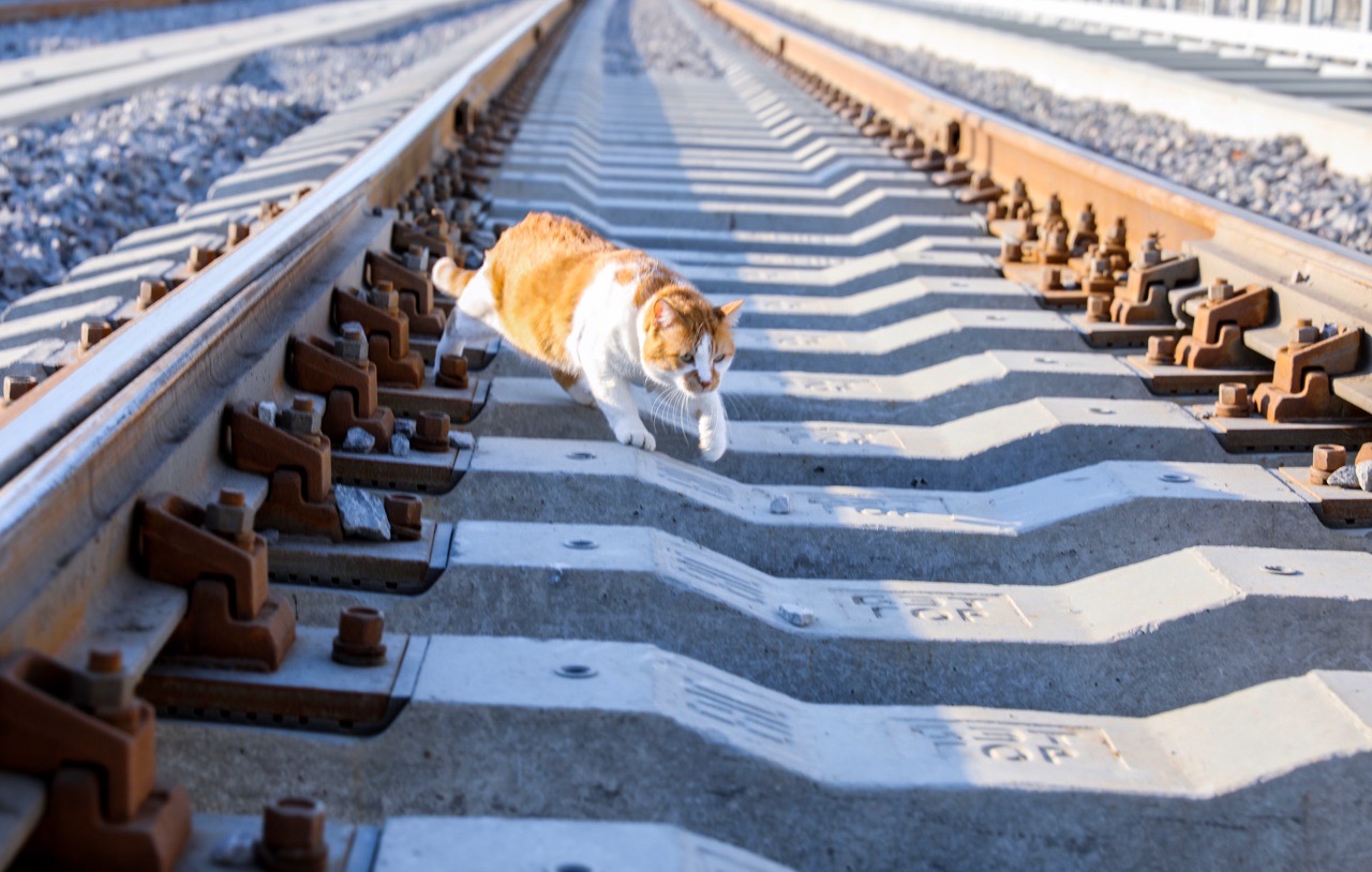 Кот мостик в контакте