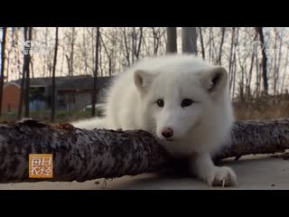 Как собака - (но) не собака ''Сян Гоу - БуШи Гоу''... Как волк - (но) не волк ''Сян Лан - БуШи Лан''... Песец ''БэйЦзи Ху'' (арк