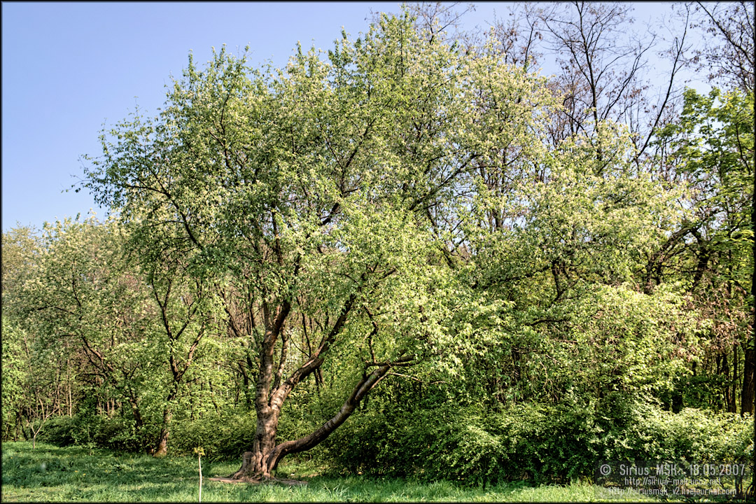 © 18.05.2007, Sirius_MSK ПИП «Царицыно», Бирюлёвский дендропарк, 18.05.2007