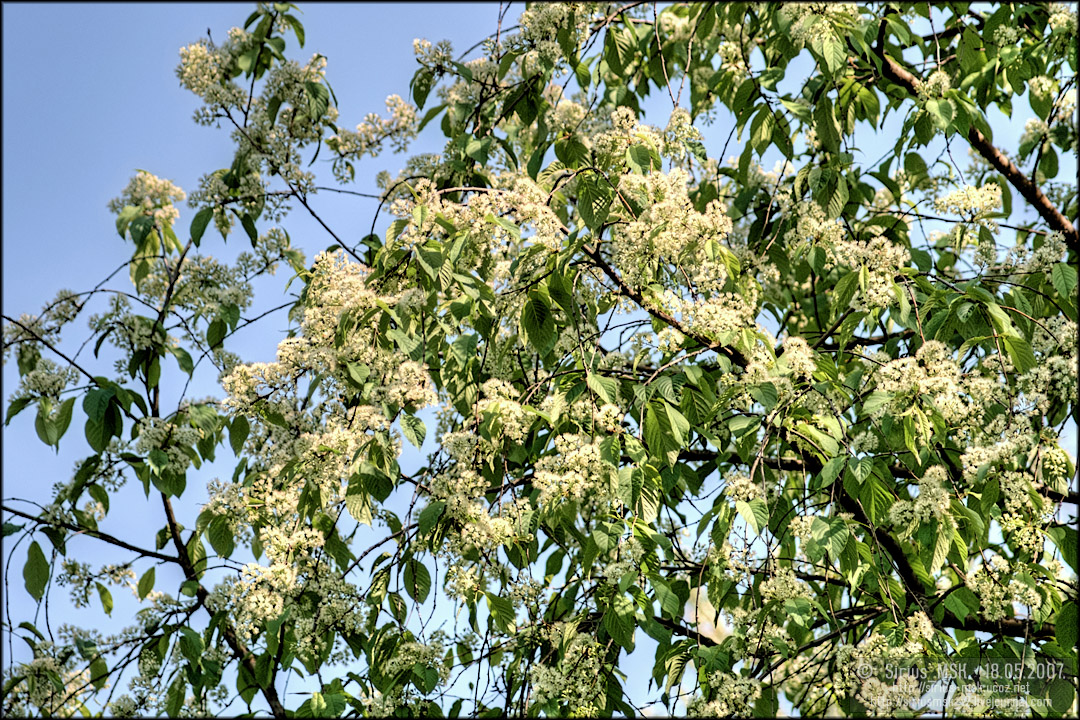 © 18.05.2007, Sirius_MSK ПИП «Царицыно», Бирюлёвский дендропарк, 18.05.2007