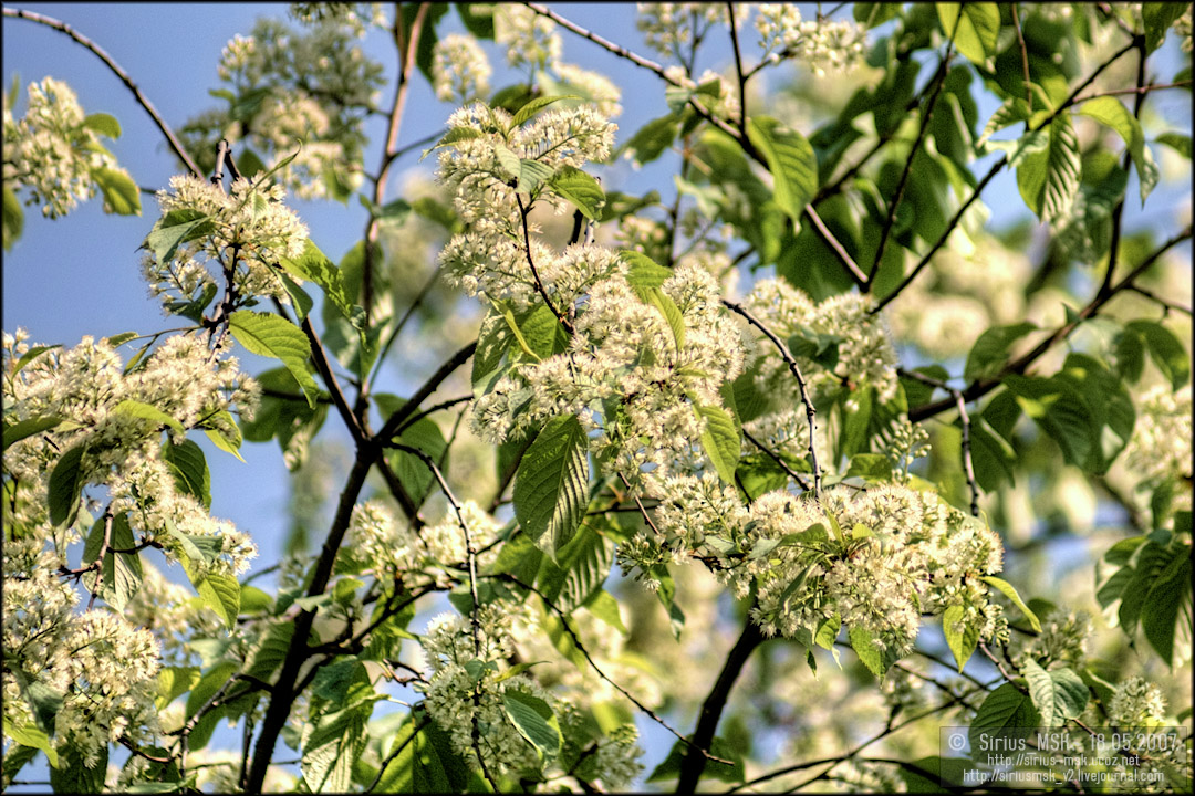 © 18.05.2007, Sirius_MSK ПИП «Царицыно», Бирюлёвский дендропарк, 18.05.2007