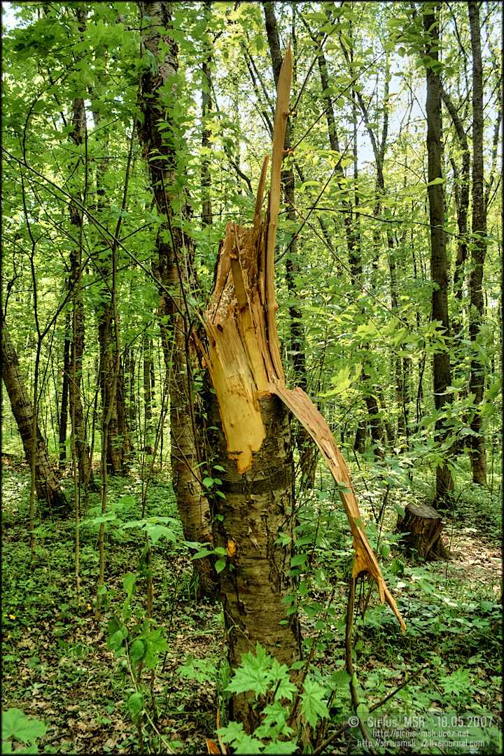 © 18.05.2007, Sirius_MSK ПИП «Царицыно», Бирюлёвский дендропарк, 18.05.2007