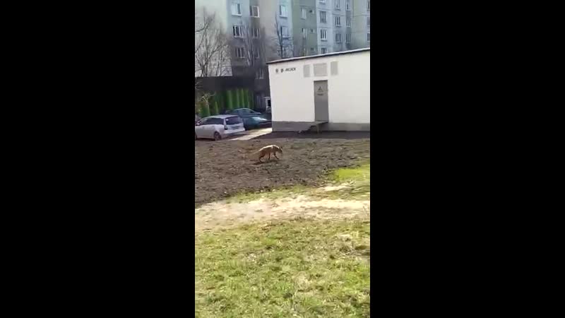 Лиса гуляет по Южному Бутово