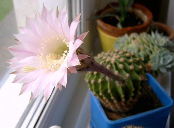 Эхинопсис Эхинопсис (Echinopsis) является представителем семейства Кактусовые (Cactaceae). В природе оно встречаются в Боливии, Парагвае, Аргентине, Бразилии, а также в Уругвае. Наименование