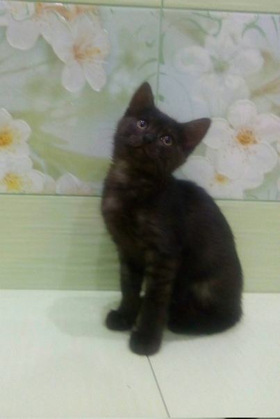 #ищу_дом@vmestepnz_animals
Зара ищет дом

Город: Пенза
П