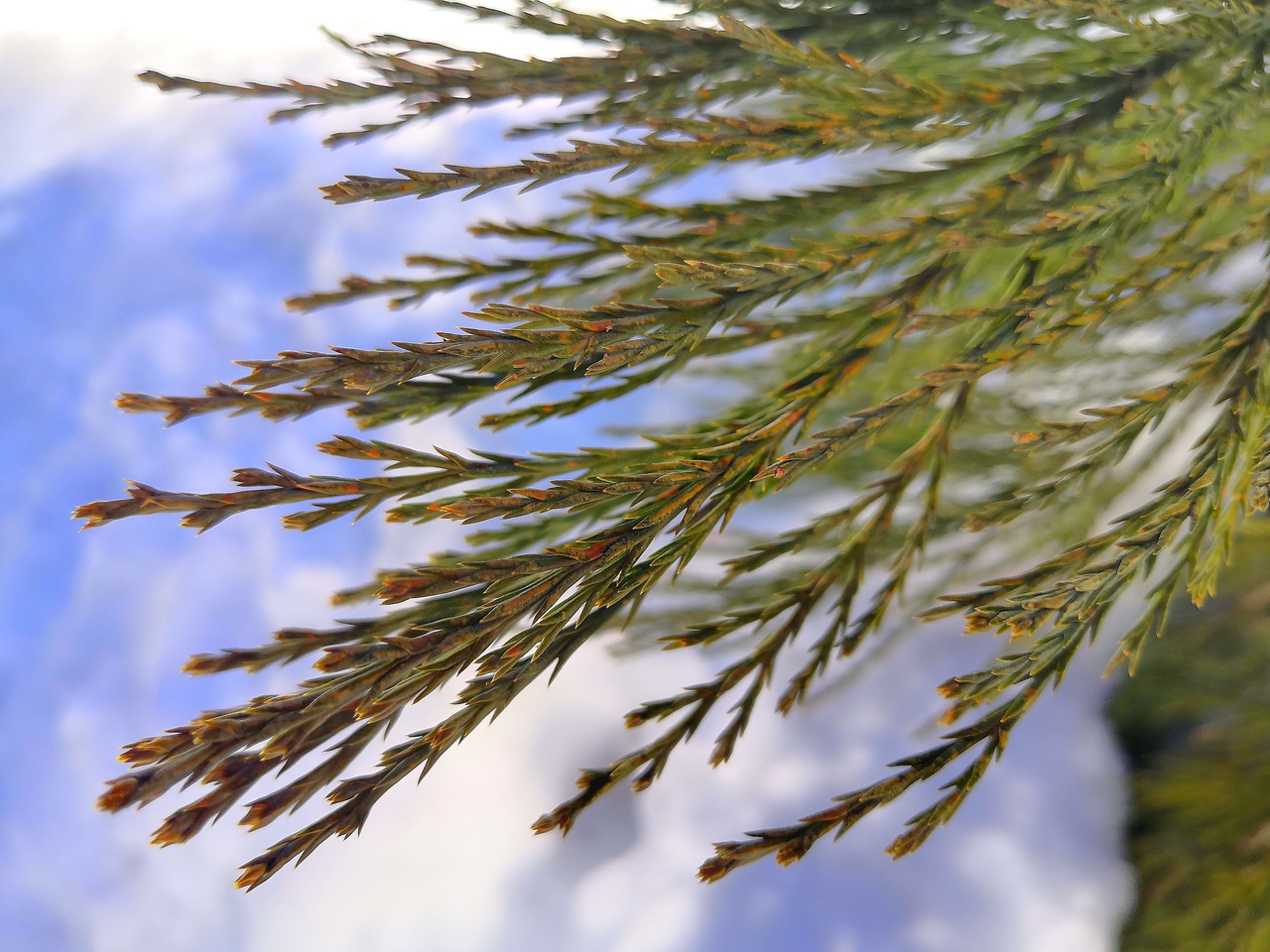 Ударим автопробегом по дикому западу! USA 2019 7-25 марта.