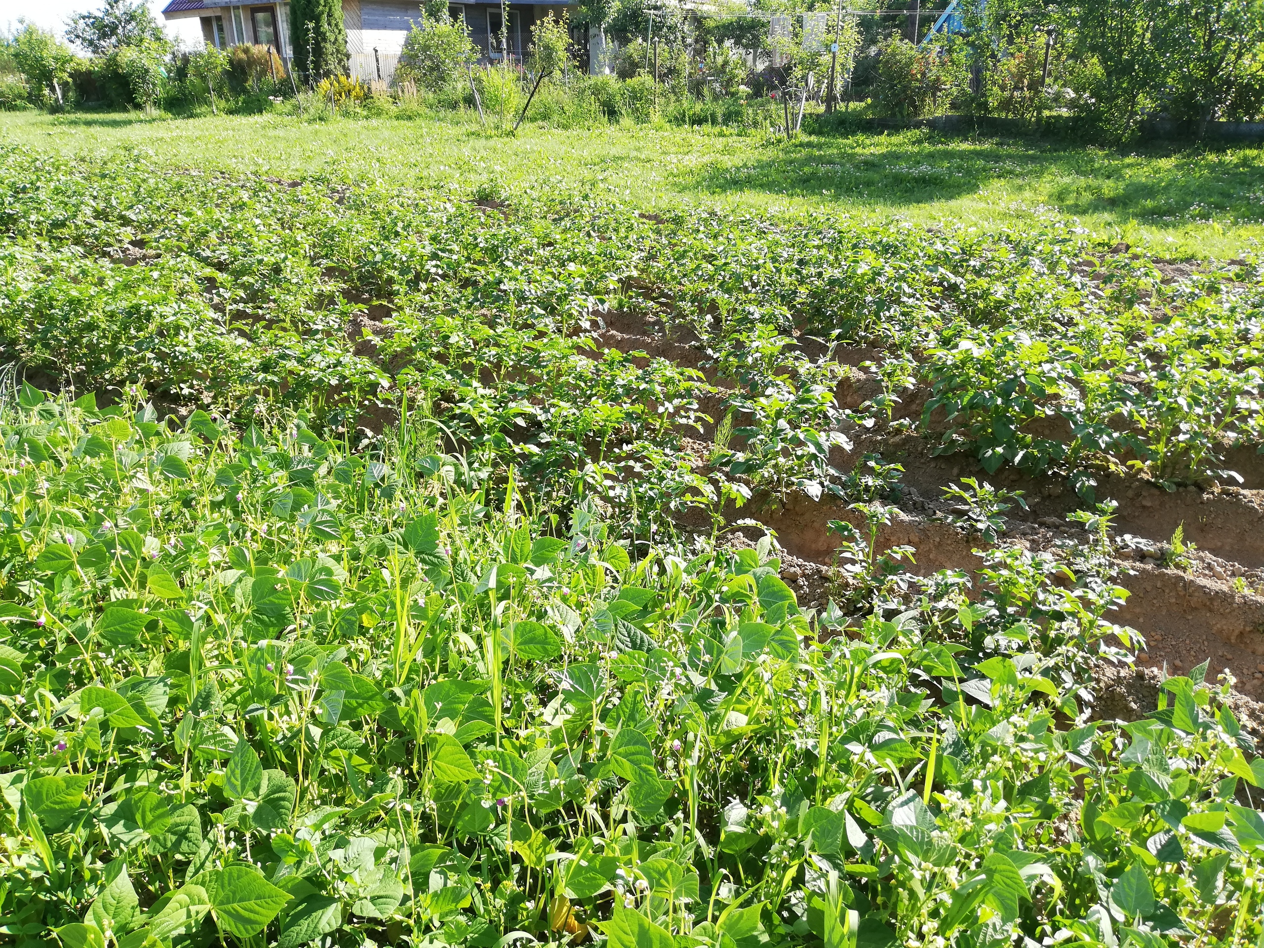 Во саду ли,в огороде, не растет картошка урожай,дача,огород