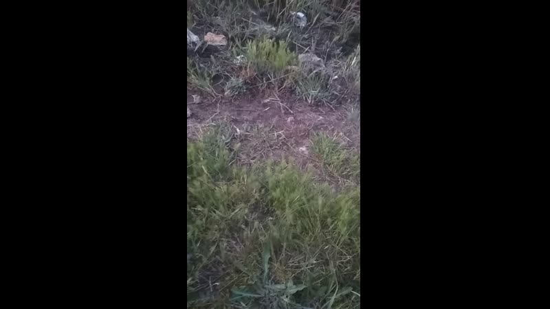 VID_20190522_203215.mp4