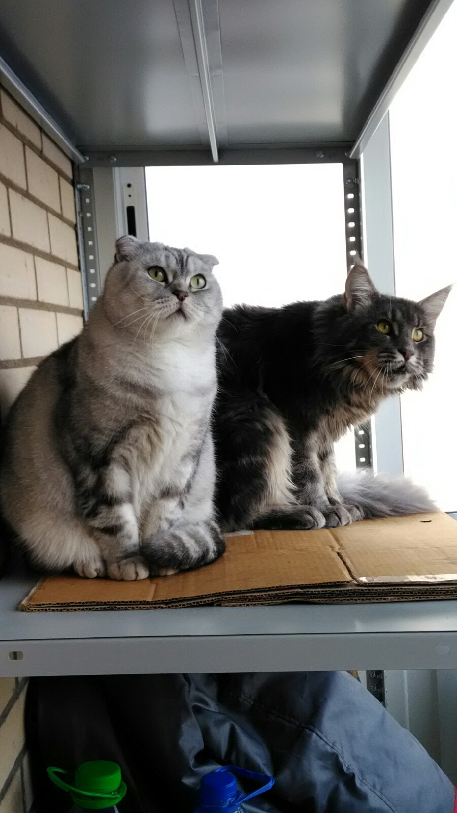 Кошки в нашей жизни. Кошки и все, что с ними связано.