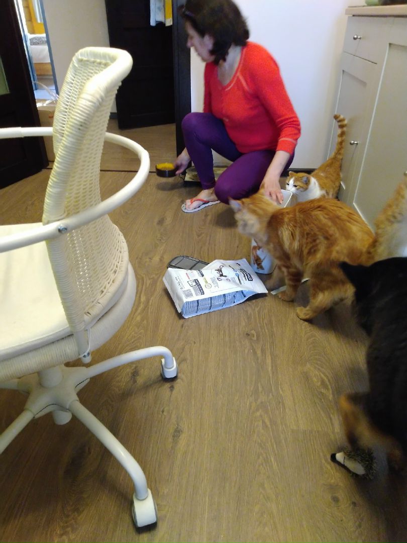 Кошки в нашей жизни. Кошки и все, что с ними связано.