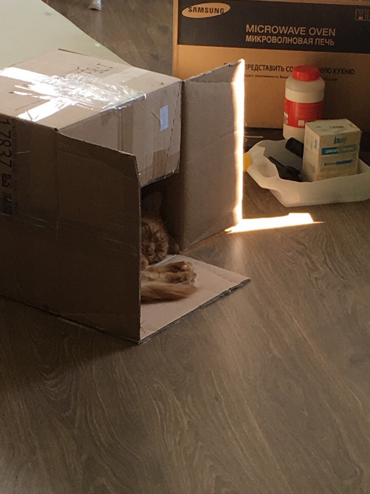 Кошки в нашей жизни. Кошки и все, что с ними связано.