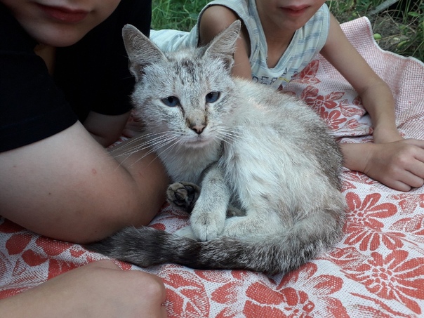 Нашли кошку, её котят убили.
Добрая, ласковая умная 
+7963