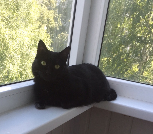 Багира. Чёрная гладкошерстная кошечка с серыми коготками. Оч