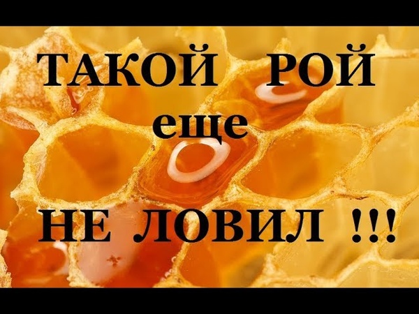 ПОЙМАЛ 60 000 ПЧЁЛ |НАЕДИНЕСПРИРОДОЙ