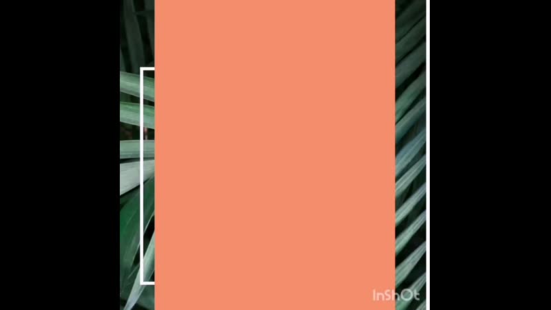 InShot_20190818_165045428.mp4
