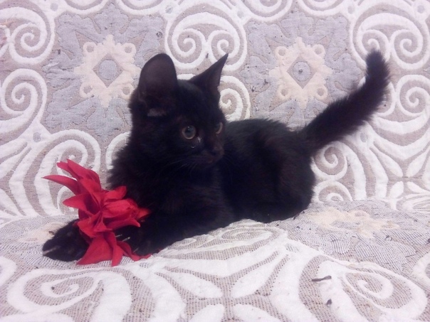 #ищу_дом@vmestepnz_animals
Азиза ищет дом

Город: Пенза
