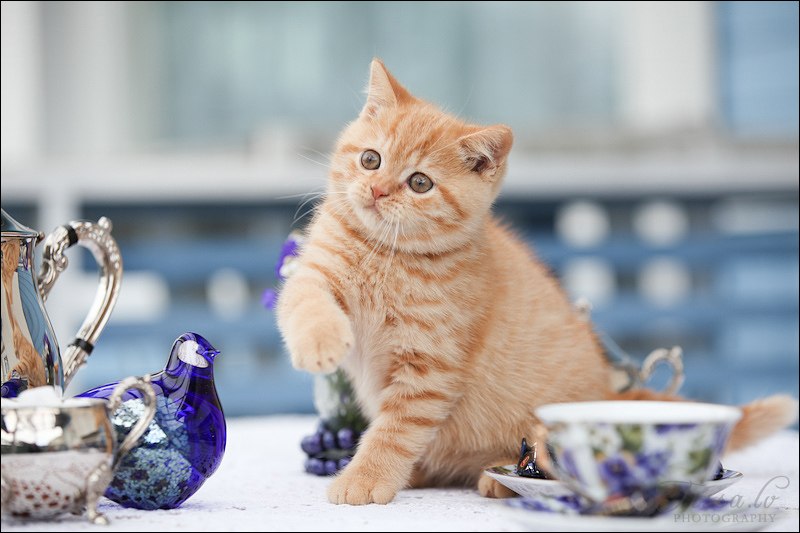 Кошки в нашей жизни. Кошки и все, что с ними связано.