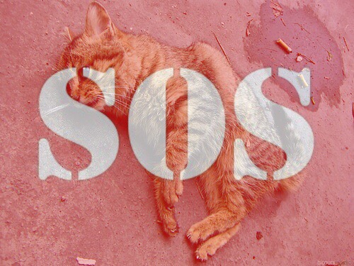 г.Пенза ( р.п.Бессоновка)
