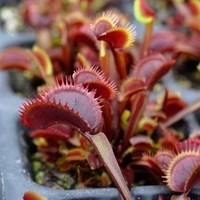 Exotica Магазин Хищных Растений Exotica Магазин Хищных Растений