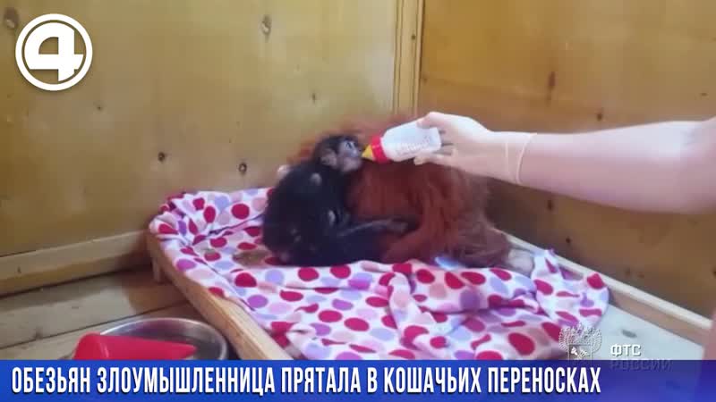 обезьяны
