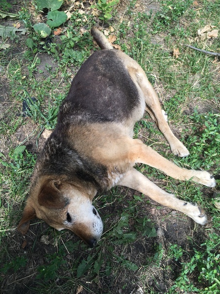 # спасисобаку Город Пенза… 