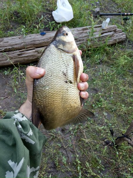 Рыбалка — Красноярское водохранилище, Красноярский край, 55.903, 92.295
