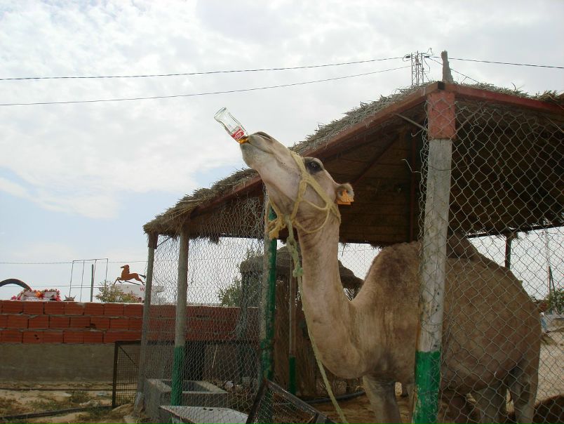 Тютюнникова Веселая Шарманка