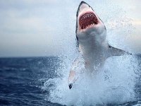 Иван Иванов