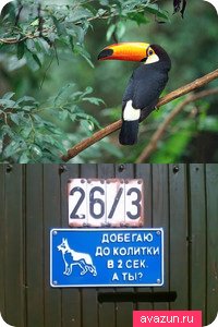 Теймур Гаджиев