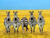 Зю Белозвёздова