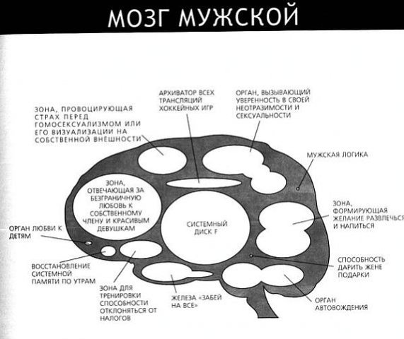 Мозг женщины смешная картинка картинка, смешные картинки