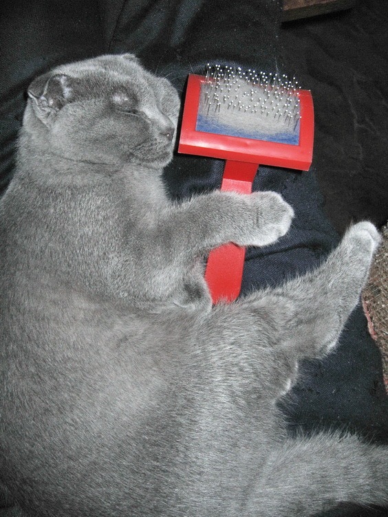 Кошки в нашей жизни. Кошки и все, что с ними связано.