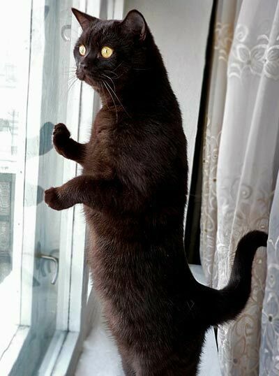 платьев, которые прикольное фото я жду тебя что
