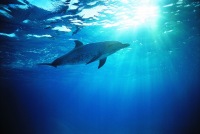 Юли Моховикова