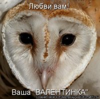 Роза очи совы