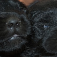 Оксана Баринова