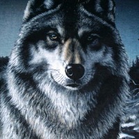 Диман Волков